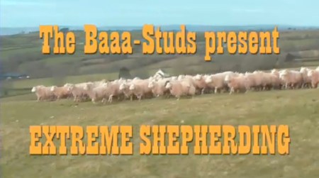 extreme shepherding