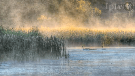 Ken West-Geese on Pond