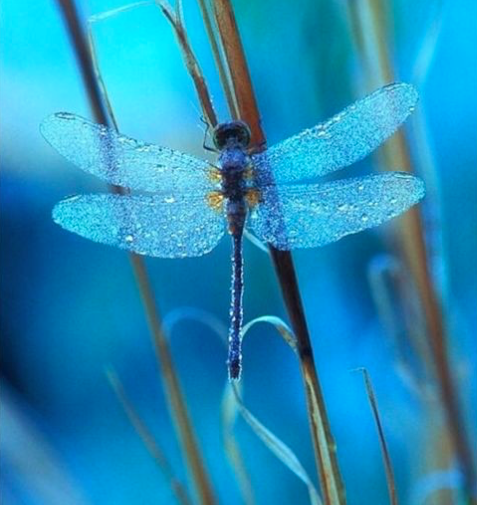 Blue Dragonfly