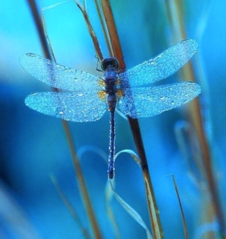 Blue Dragonfly