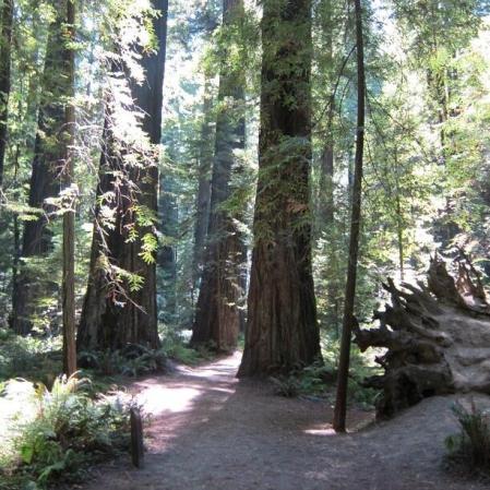 Redwood Forest