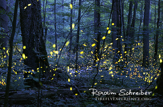 Schreiber-synchronous-fireflies-elkmont-1058341