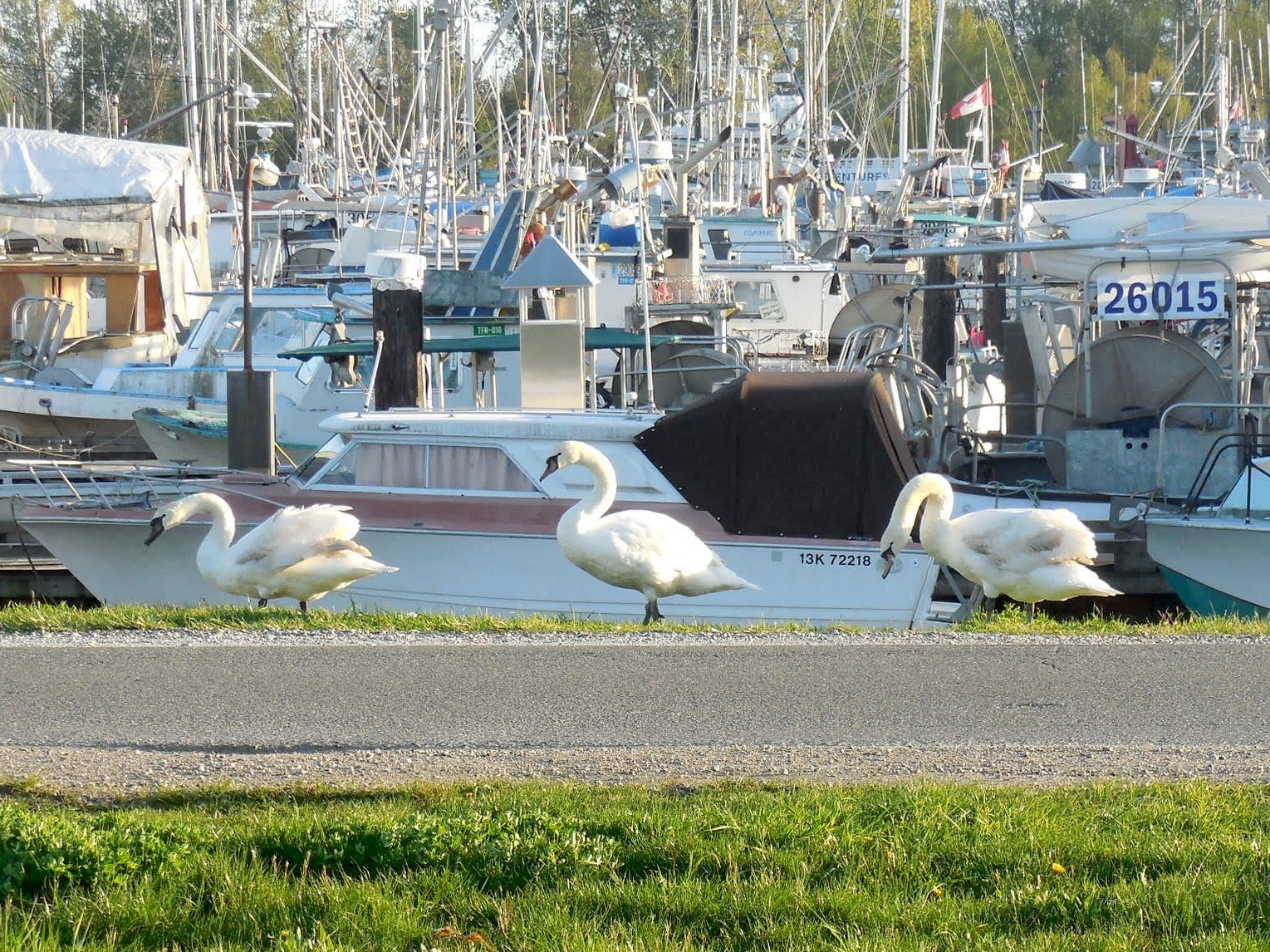 Swans Photo by Betsy Randel