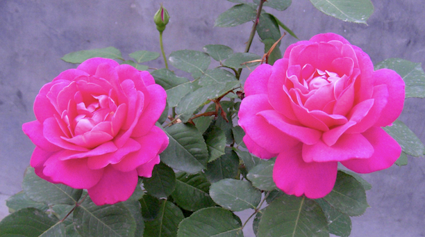 two_roses